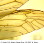 Angarotipula tumidicornis : wing