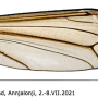 Angarotipula tumidicornis : wing
