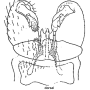 Antocha (Orimargula) alpigena : hypopygium