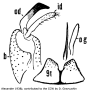 Antocha (Antocha) emarginata : hypopygium