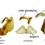 Antocha (Antocha) emarginata : hypopygium