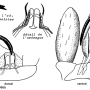 Antocha (Antocha) vitripennis : hypopygium