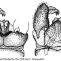Antocha (Antocha) vitripennis : hypopygium
