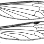 Antocha (Antocha) vitripennis : wing