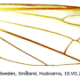 Antocha (Antocha) vitripennis : wing
