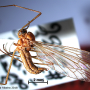 Aphrophila (Spinalia) aurantiaca : habitus - female