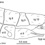 Aphrophila (Spinalia) aurantiaca : ovipositor