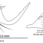 Aphrophila (Spinalia) aurantiaca : ovipositor