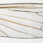 Aphrophila (Spinalia) aurantiaca : wing