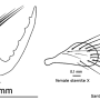Aphrophila (Spinalia) penta : ovipositor