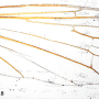 Aphrophila (Spinalia) penta : wing