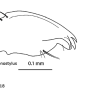 Aphrophila (Magnodonta) sperancae : hypopygium