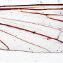 Aphrophila (Magnodonta) sperancae : wing