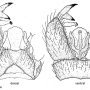 Arctoconopa forcipata forcipata: hypopygium
