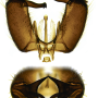 Arctoconopa forcipata forcipata: hypopygium