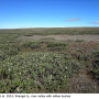 Arctoconopa forcipata forcipata: habitat