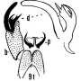 Arctoconopa katmai : hypopygium