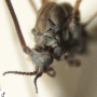 Arctoconopa melampodia : body part(s) - head and thorax