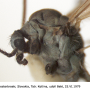 Arctoconopa melampodia : body part(s) - head and thorax