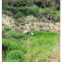 Arctoconopa melampodia : habitat