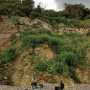 Arctoconopa melampodia : habitat