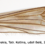 Arctoconopa melampodia : wing