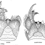 Arctoconopa quadrivittata : hypopygium
