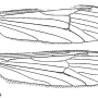 Arctoconopa quadrivittata : wing