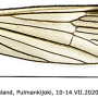 Arctoconopa quadrivittata : wing