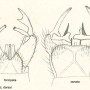 Arctoconopa zonata : hypopygium