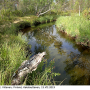 Arctoconopa zonata : habitat