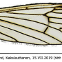 Arctoconopa zonata : wing