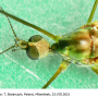 Atypophthalmus (Atypophthalmus) inustus : body part(s) - head and thorax