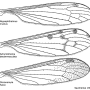 Atypophthalmus (Atypophthalmus) inustus : wing