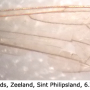 Atypophthalmus (Atypophthalmus) inustus : wing