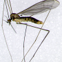 Atypophthalmus (Microlimonia) machidai : habitus - female
