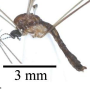 Atypophthalmus (Microlimonia) machidai : habitus - male