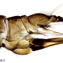 Atypophthalmus (Microlimonia) machidai : ovipositor