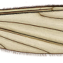 Atypophthalmus (Microlimonia) machidai : wing