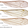 Atypophthalmus (Microlimonia) machidai : wing