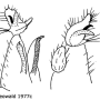 Atypophthalmus (Atypophthalmus) quinquevittatus : hypopygium