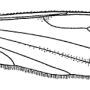 Atypophthalmus (Atypophthalmus) quinquevittatus : wing
