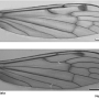 Atypophthalmus (Atypophthalmus) quinquevittatus : wing