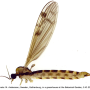 Atypophthalmus (Atypophthalmus) umbratus : habitus - female