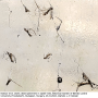 Atypophthalmus (Atypophthalmus) umbratus : habitus - swarm