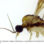 Atypophthalmus (Atypophthalmus) umbratus : body part(s) - head and thorax