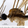 Atypophthalmus (Atypophthalmus) umbratus : body part(s) - head and thorax