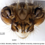 Atypophthalmus (Atypophthalmus) umbratus : hypopygium