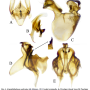 Atypophthalmus (Atypophthalmus) umbratus : hypopygium