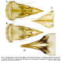 Atypophthalmus (Atypophthalmus) umbratus : ovipositor